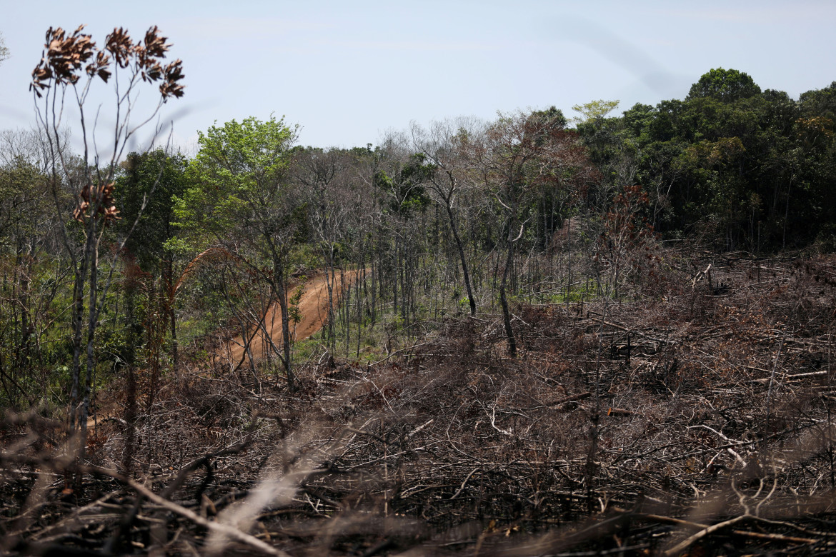Caída de la deforestación en Colombia. Foto: REUTERS.
